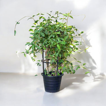 Shower of Gold Climber